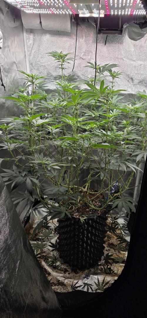 Lemon orange VS Purple Lemonade. Week 12