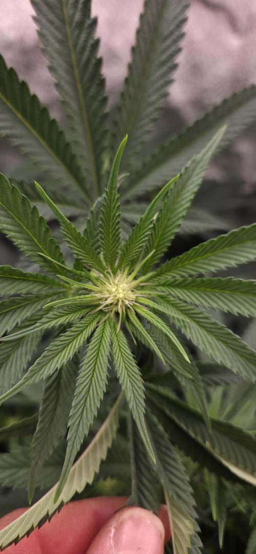 Lemon orange VS Purple Lemonade. Week 12