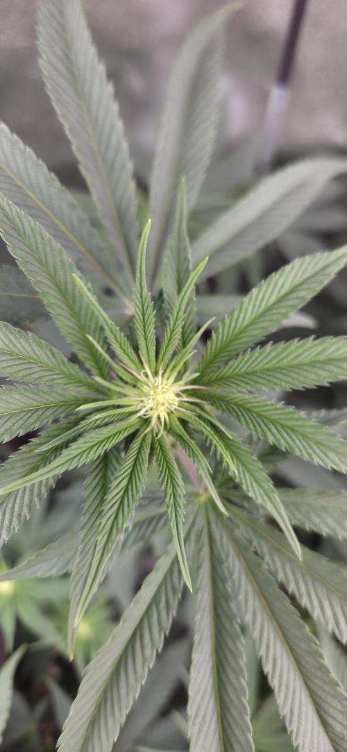 Lemon orange VS Purple Lemonade. Week 12