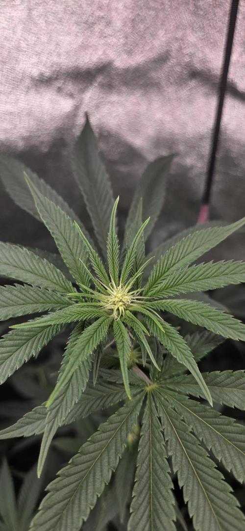 Lemon orange VS Purple Lemonade. Week 12