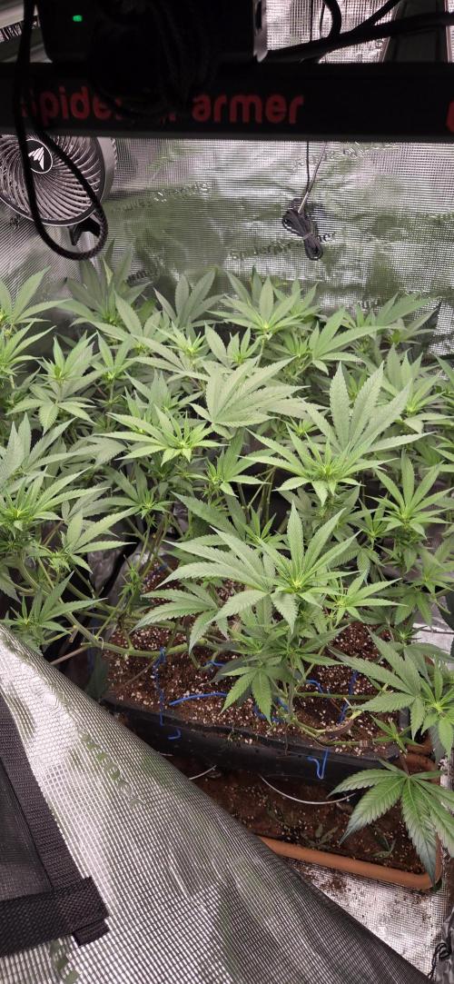 Lemon orange VS Purple Lemonade. Week 12