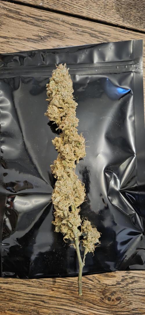 GreenBuds FastHouse. Week 13