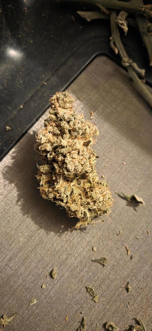 GreenBuds FastHouse. Week 13