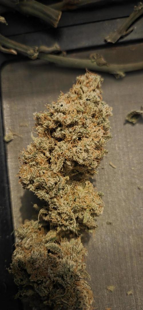 GreenBuds FastHouse. Week 13