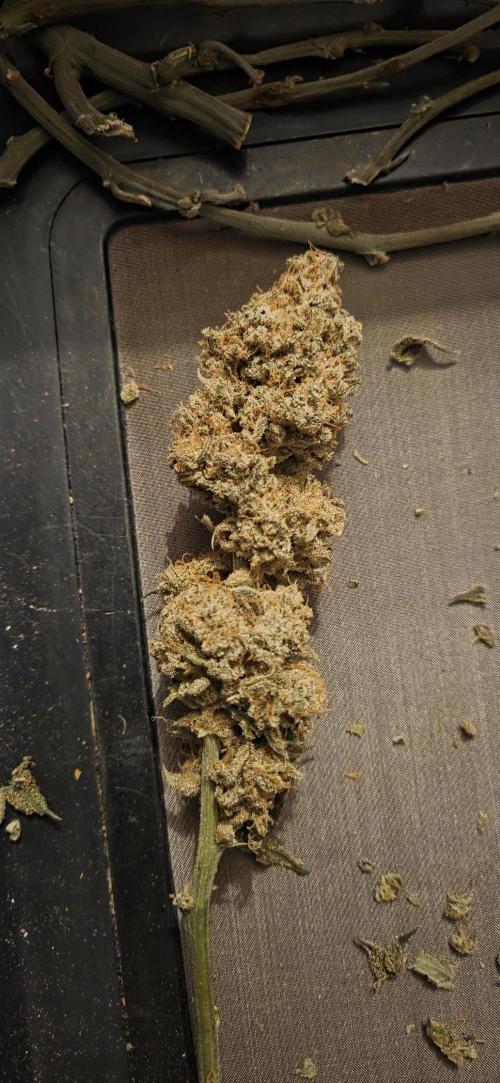 GreenBuds FastHouse. Week 13