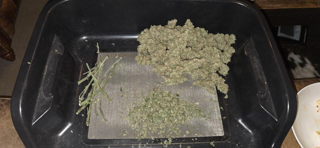 GreenBuds FastHouse. Week 13