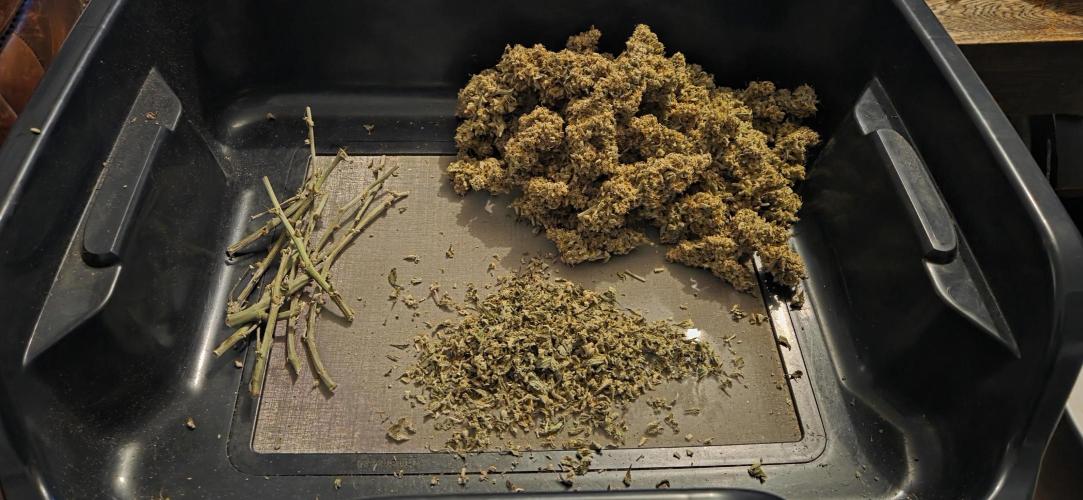 GreenBuds FastHouse. Week 13