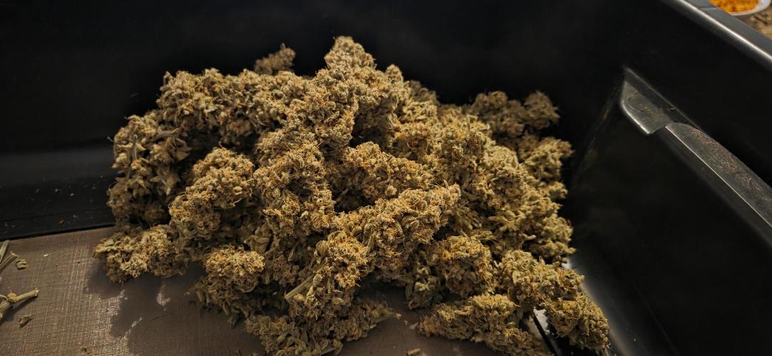 GreenBuds FastHouse. Week 13