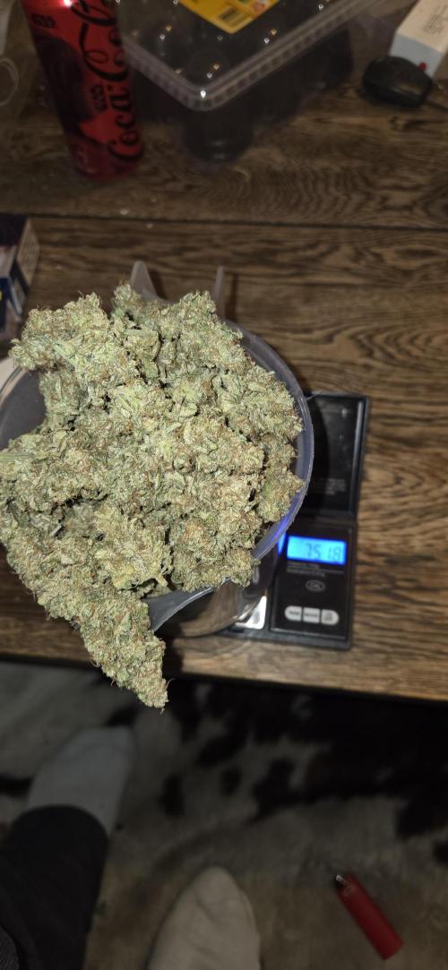 GreenBuds FastHouse. Week 13