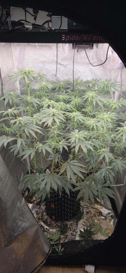 1 Lemon orange VS 1 Purple Lemonade. Week 13 - Lemon orange 