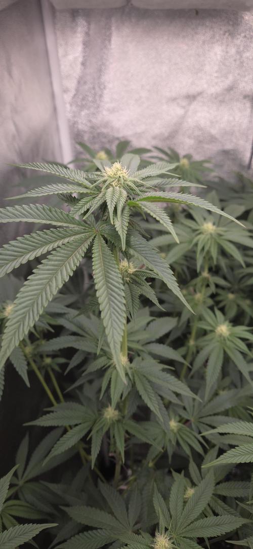 1 Lemon orange VS 1 Purple Lemonade. Week 13 - Lemon orange 