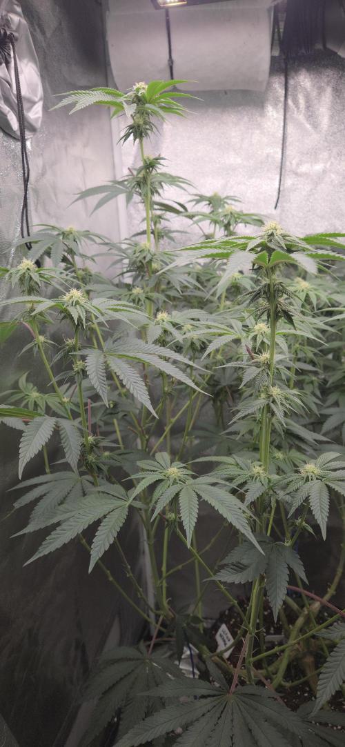 1 Lemon orange VS 1 Purple Lemonade. Week 13 - Lemon orange 