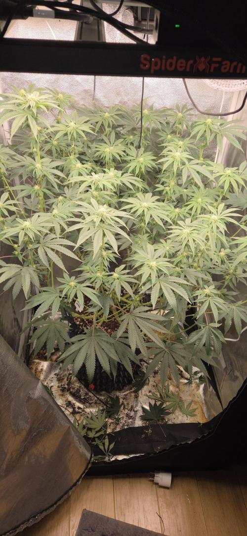 1 Lemon orange VS 1 Purple Lemonade. Week 13 - Lemon orange 