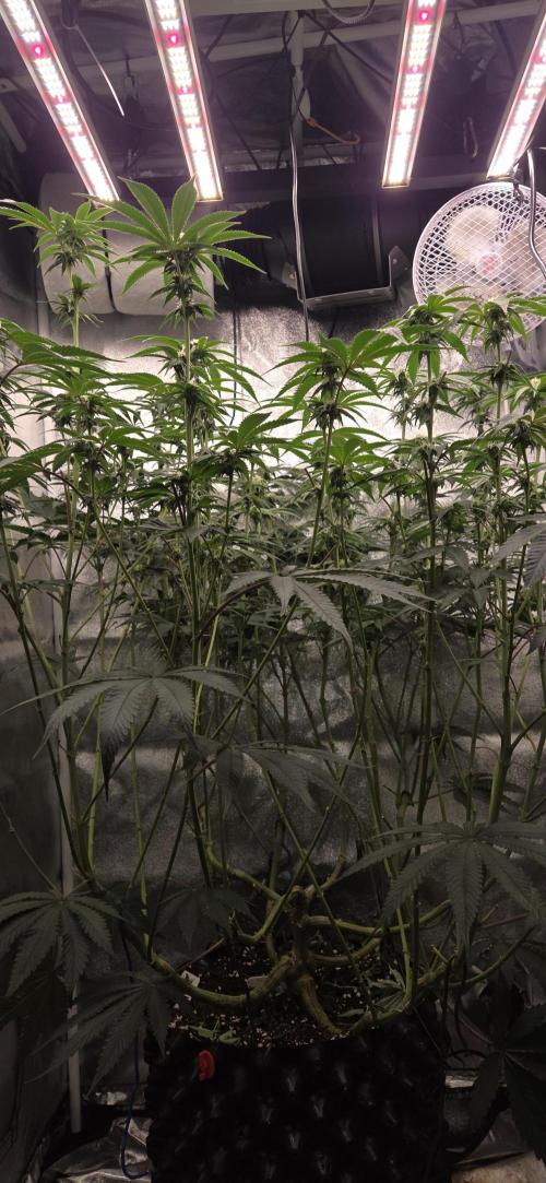 1 Lemon orange VS 1 Purple Lemonade. Week 13 - Lemon orange 