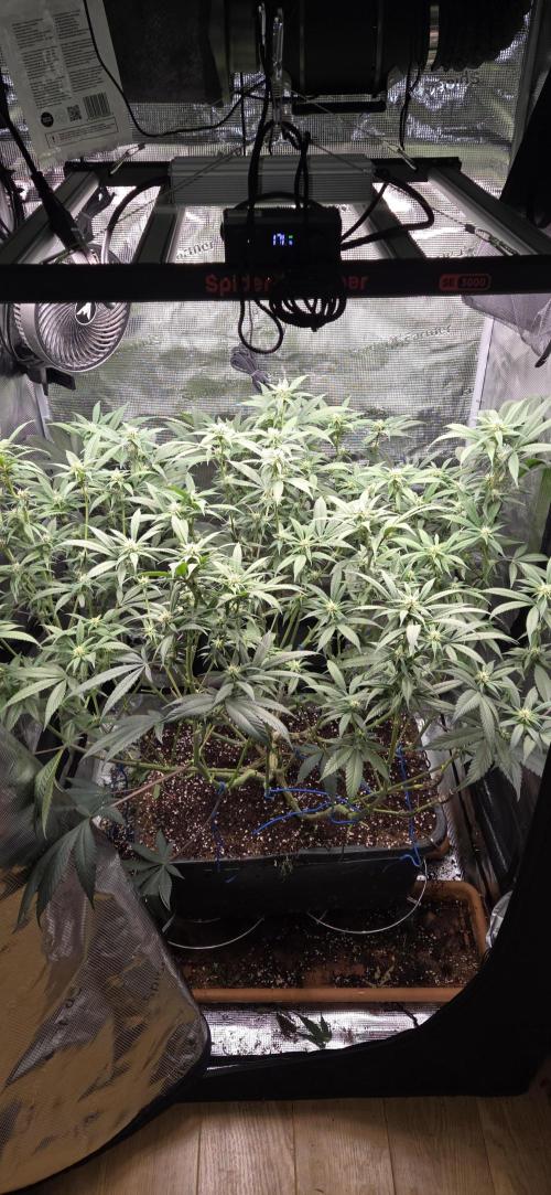 1 Lemon orange VS 1 Purple Lemonade. Week 13 - Purple lemonade 