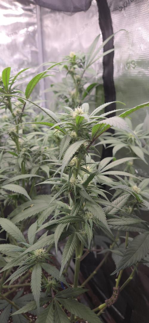 1 Lemon orange VS 1 Purple Lemonade. Week 13 - Purple lemonade 