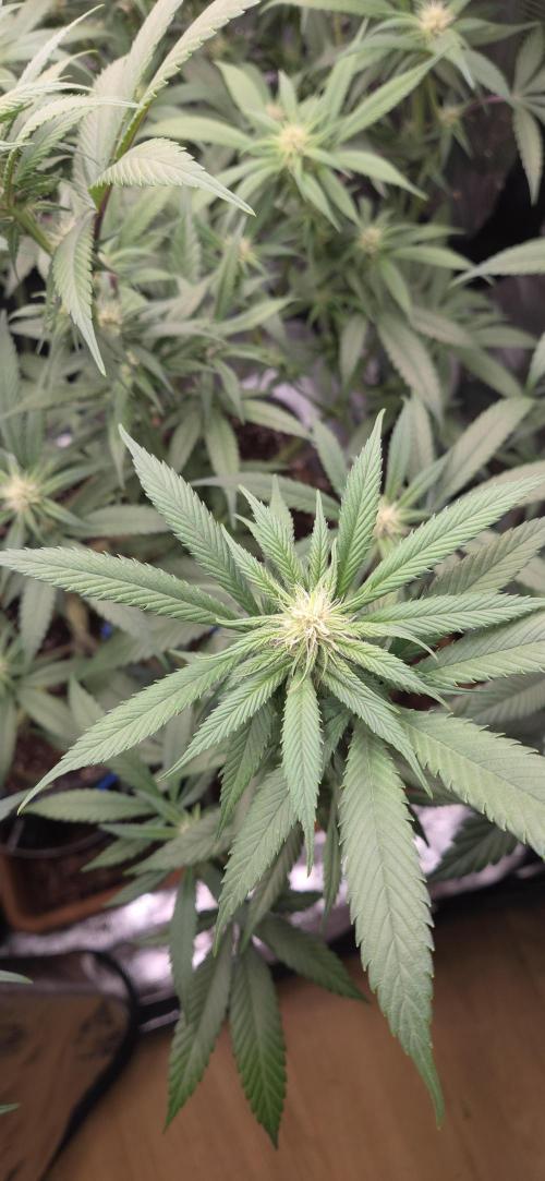 1 Lemon orange VS 1 Purple Lemonade. Week 13 - Purple lemonade