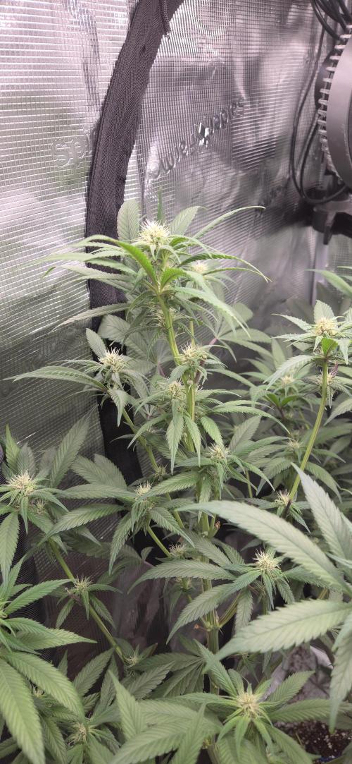 1 Lemon orange VS 1 Purple Lemonade. Week 13 - Purple lemonade