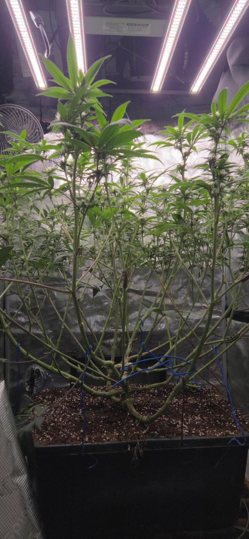 1 Lemon orange VS 1 Purple Lemonade. Week 13 - Purple lemonade