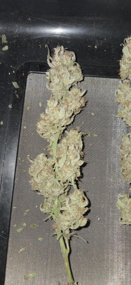 GreenBuds FastHouse. Week 13