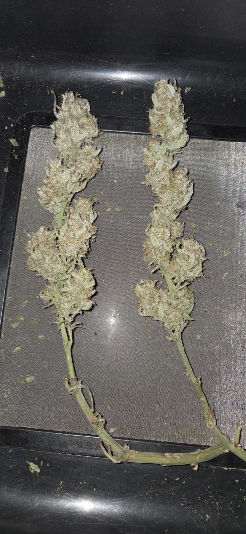 GreenBuds FastHouse. Week 13