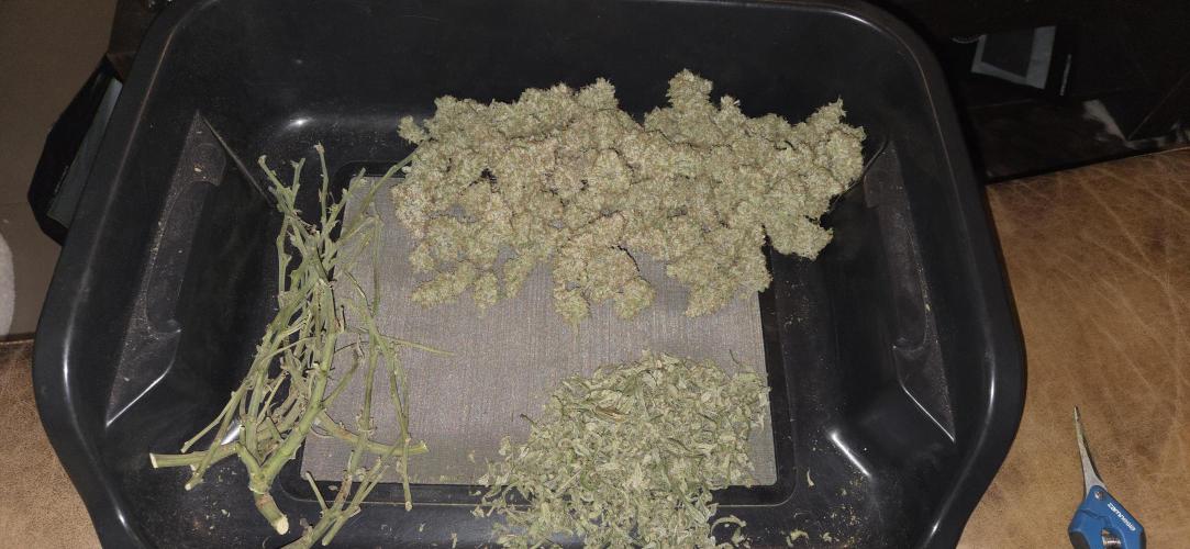 GreenBuds FastHouse. Week 13