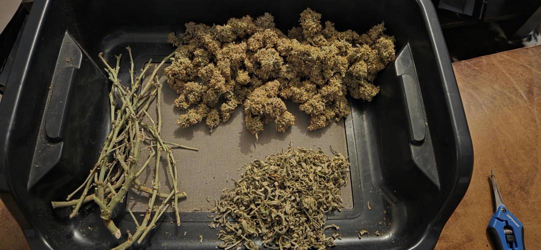 GreenBuds FastHouse. Week 13