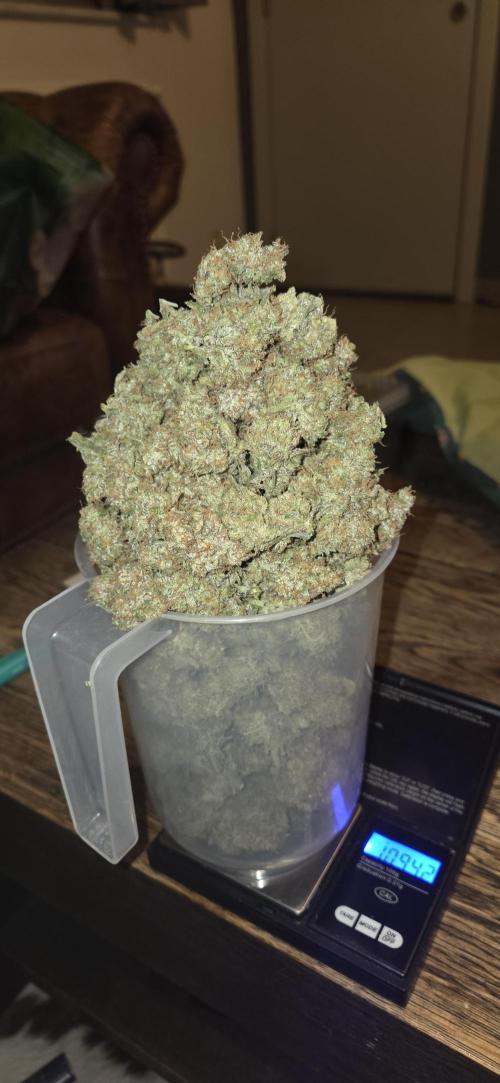 GreenBuds FastHouse. Week 13