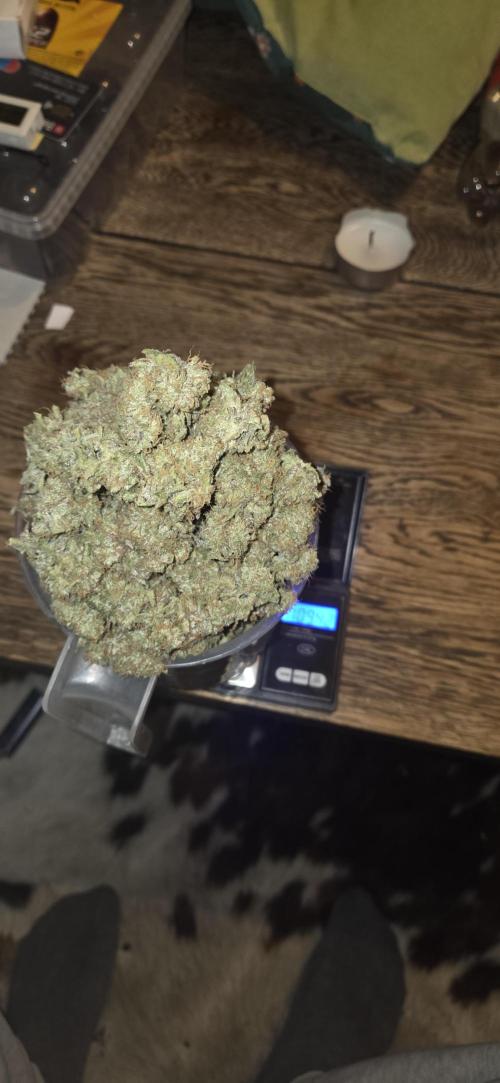 GreenBuds FastHouse. Week 13