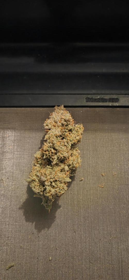 GreenBuds FastHouse. Week 13