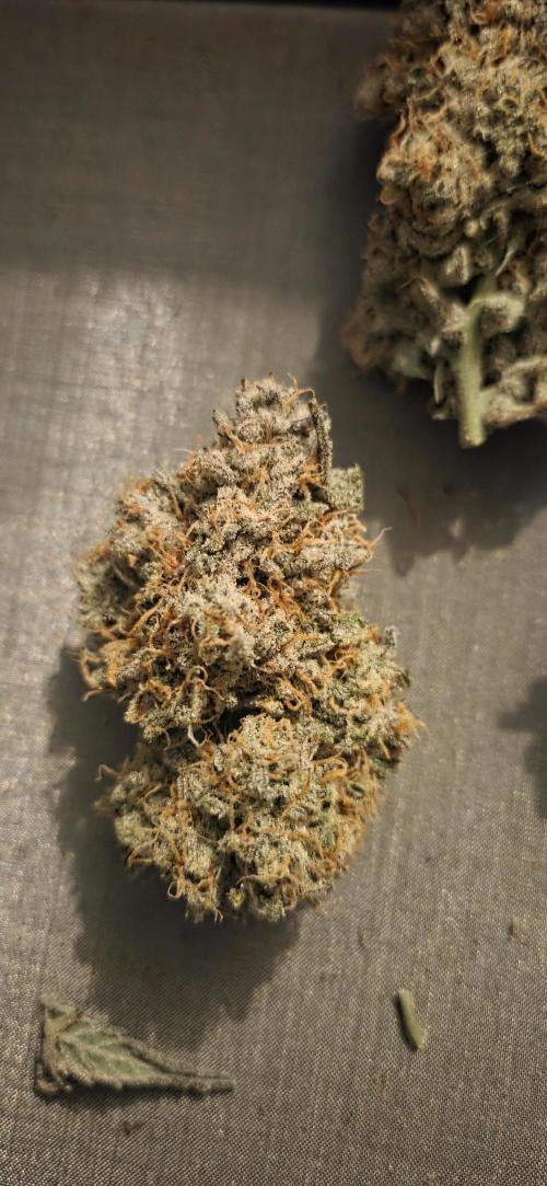 GreenBuds FastHouse. Week 13