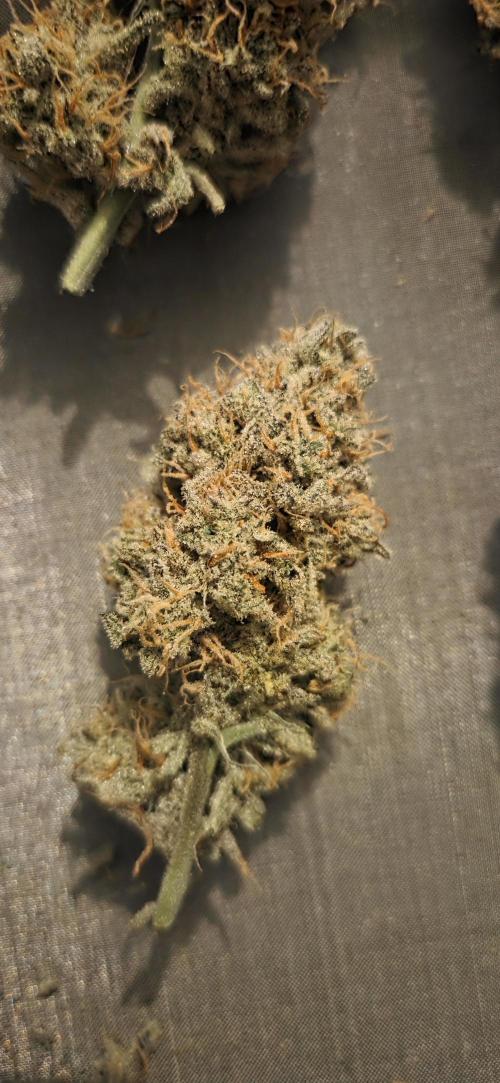 GreenBuds FastHouse. Week 13