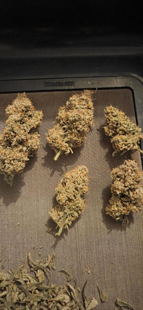 GreenBuds FastHouse. Week 13