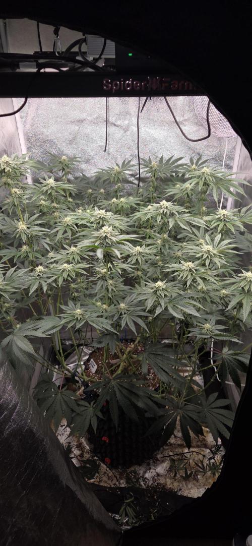 1 Lemon orange VS 1 Purple Lemonade. Week 14