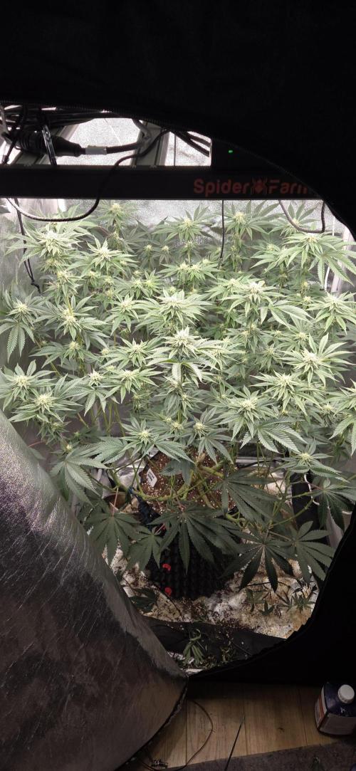 1 Lemon orange VS 1 Purple Lemonade. Week 14