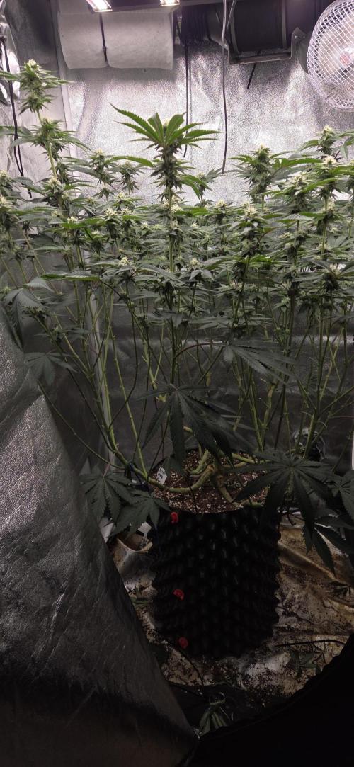 1 Lemon orange VS 1 Purple Lemonade. Week 14