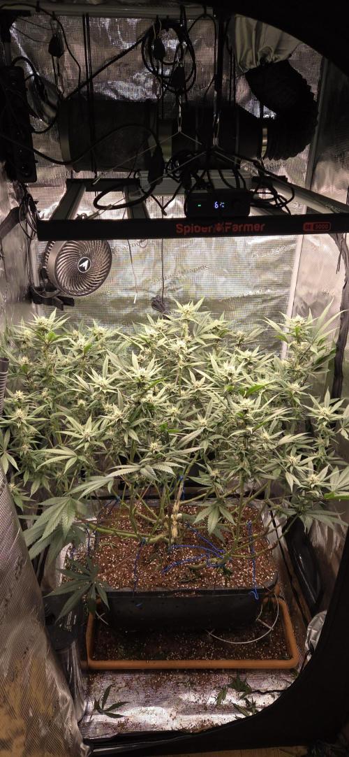 1 Lemon orange VS 1 Purple Lemonade. Week 14