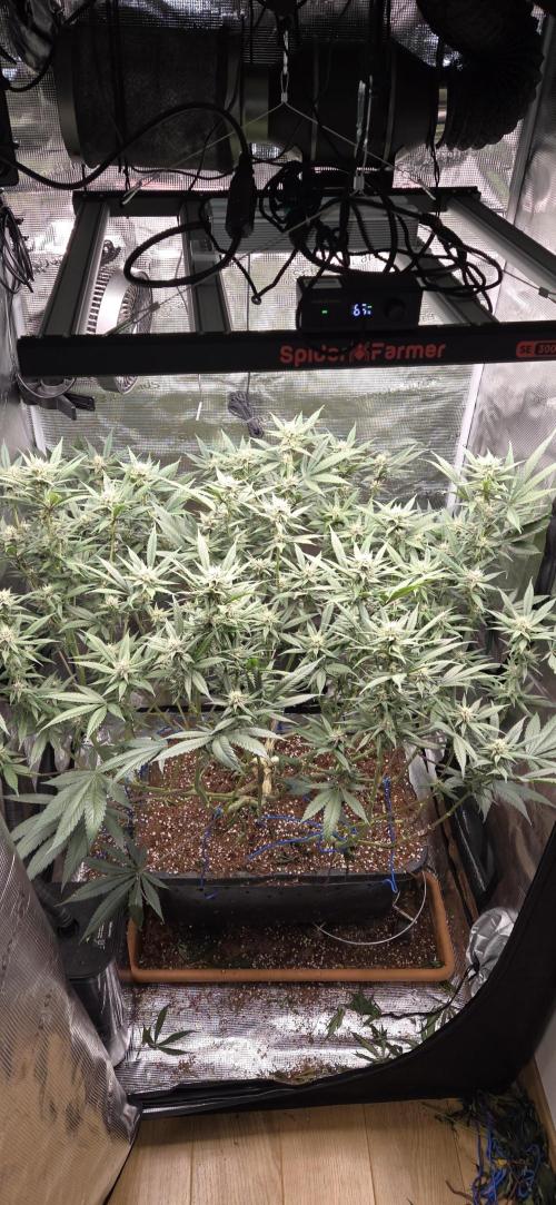 1 Lemon orange VS 1 Purple Lemonade. Week 14