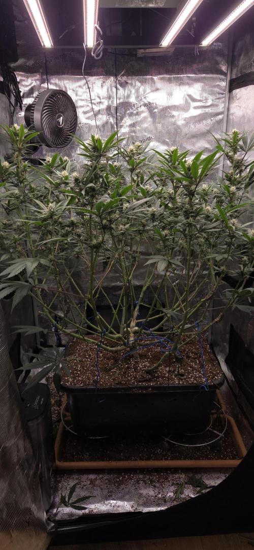 1 Lemon orange VS 1 Purple Lemonade. Week 14