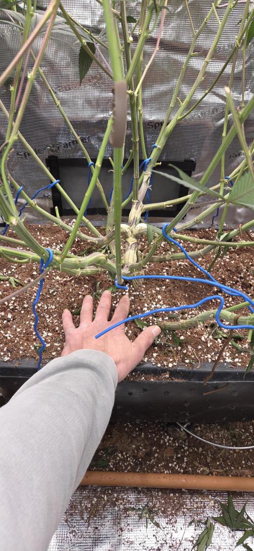 1 Lemon orange VS 1 Purple Lemonade. Week 14