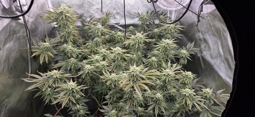 1 Lemon orange VS 1 Purple Lemonade. Week 15