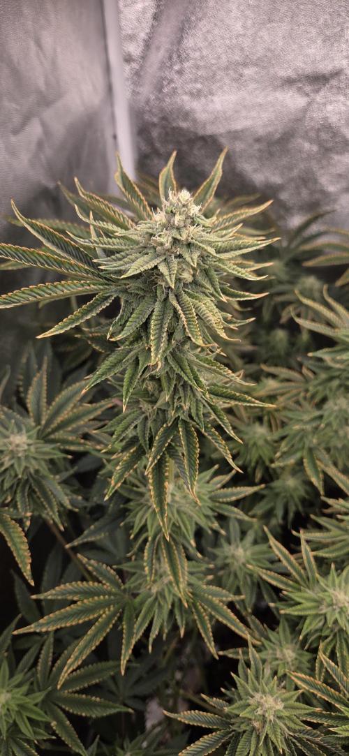 1 Lemon orange VS 1 Purple Lemonade. Week 15