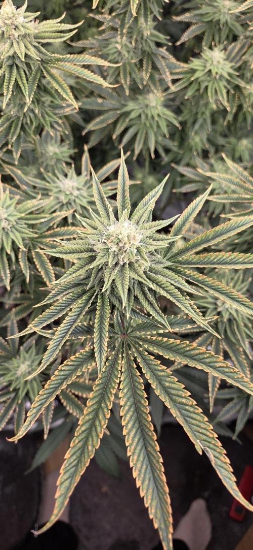 1 Lemon orange VS 1 Purple Lemonade. Week 15