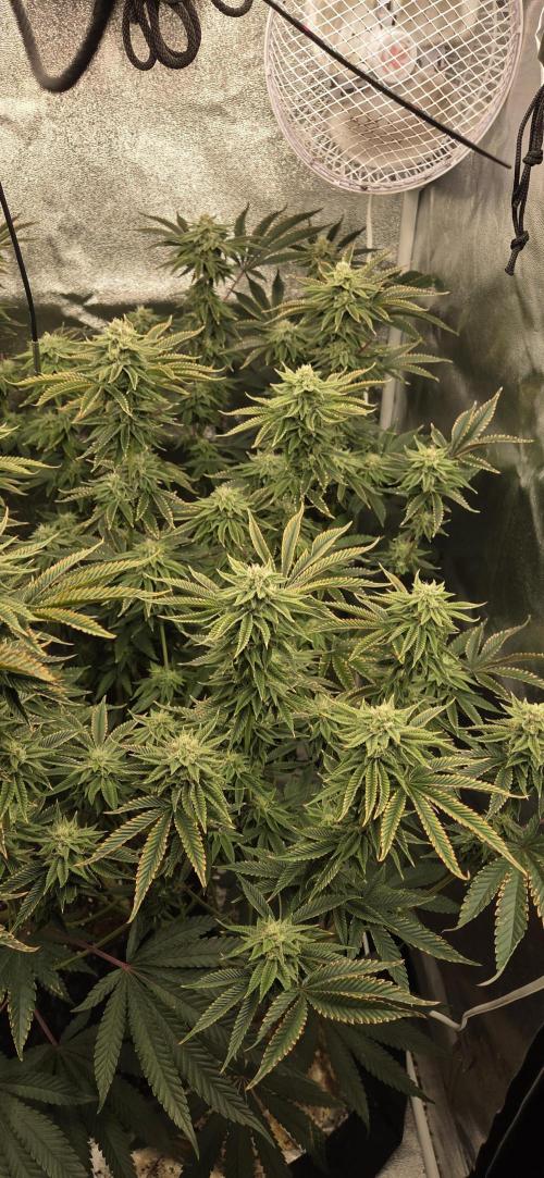 1 Lemon orange VS 1 Purple Lemonade. Week 15