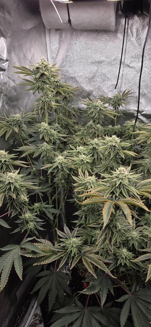 1 Lemon orange VS 1 Purple Lemonade. Week 15