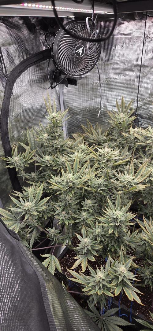 1 Lemon orange VS 1 Purple Lemonade. Week 15