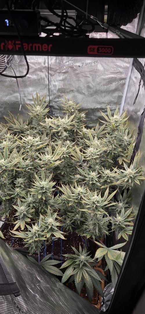 1 Lemon orange VS 1 Purple Lemonade. Week 15