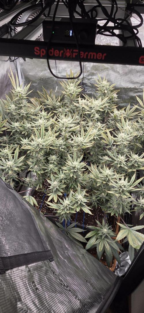 1 Lemon orange VS 1 Purple Lemonade. Week 15