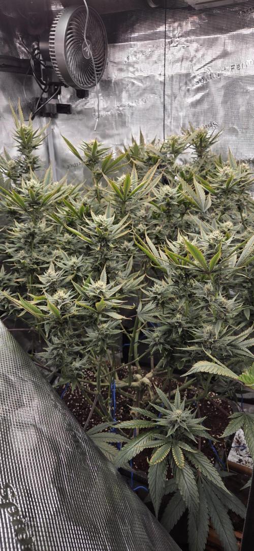 1 Lemon orange VS 1 Purple Lemonade. Week 15