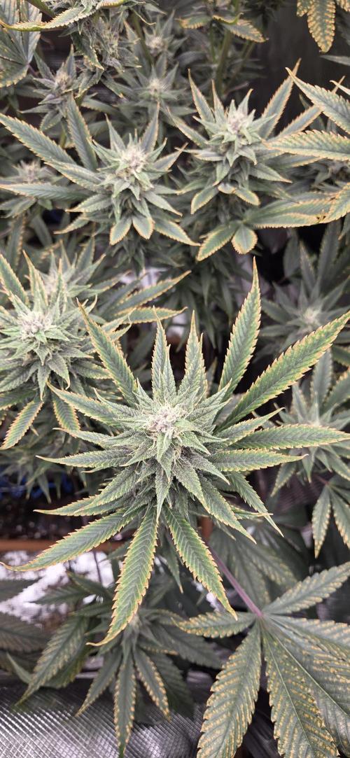 1 Lemon orange VS 1 Purple Lemonade. Week 15